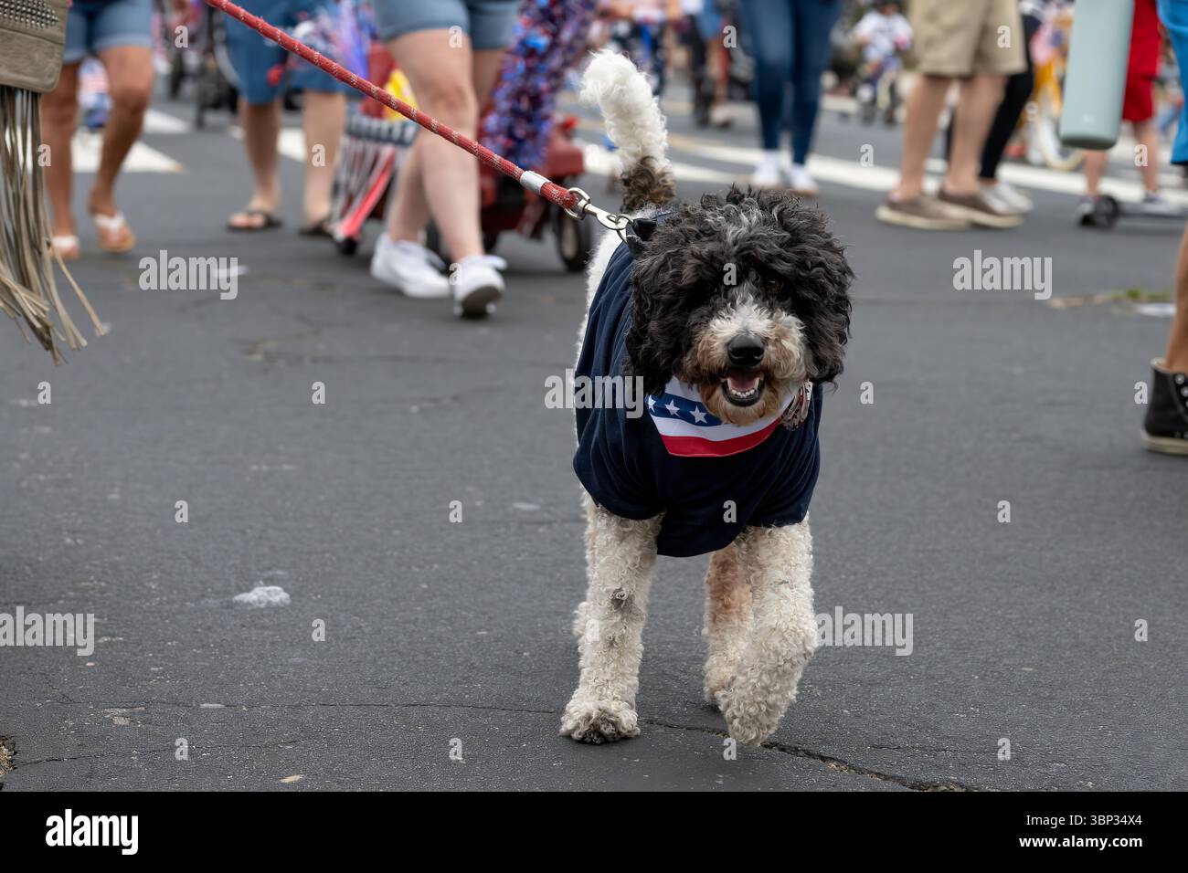 I cani labradoodle bianchi e neri indossano il rosso patriottico, il bianco e il blu durante la parata di Ventura del 4 luglio. Foto Stock