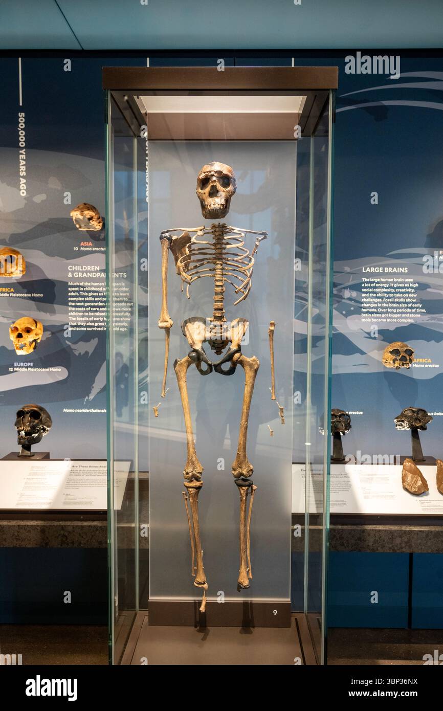 Scheletro, Homo erectus, cast. 1,5 milioni di anni fa, Turkana occidentale, Kenya. Lo scheletro quasi completo di "Turkana Boy", e incredibile scoperta, gi Foto Stock