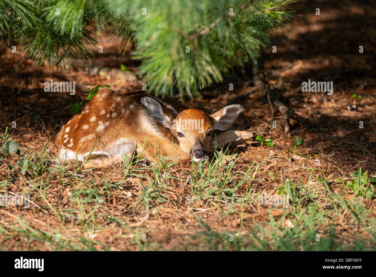 Un cervo appena nato riposa sotto un grande pino nel cortile di un grande complesso di appartamenti ad Arlington, Virginia. Foto Stock