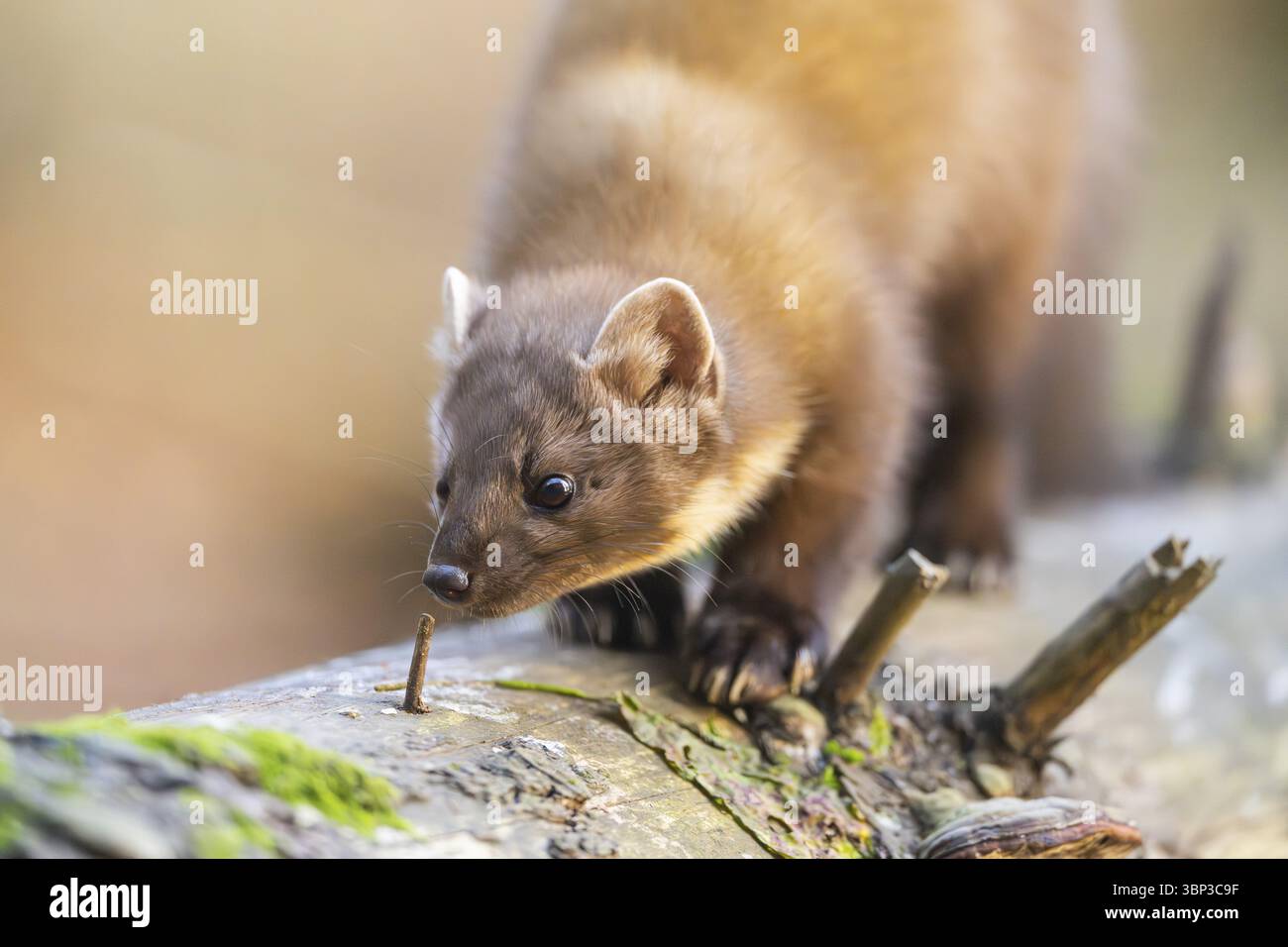 Martora di pino europea (Martes martes) in una foresta in autunno, Baviera, Germania, Europa Foto Stock