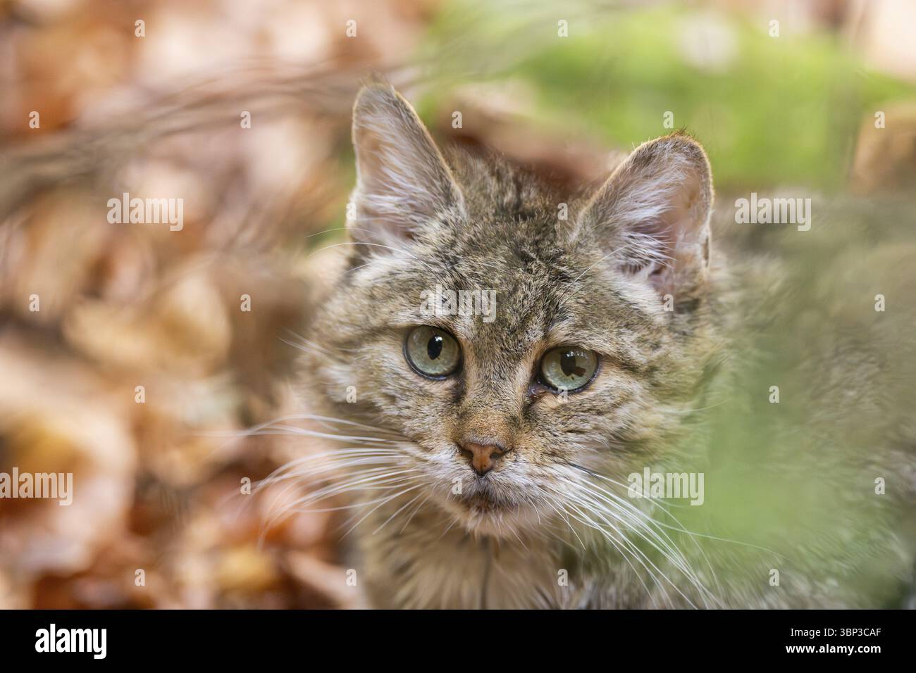 gatto selvatico europeo (Felis silvestris silvestris) in una foresta in autunno, ritratto, Baviera, Germania, Europa Foto Stock