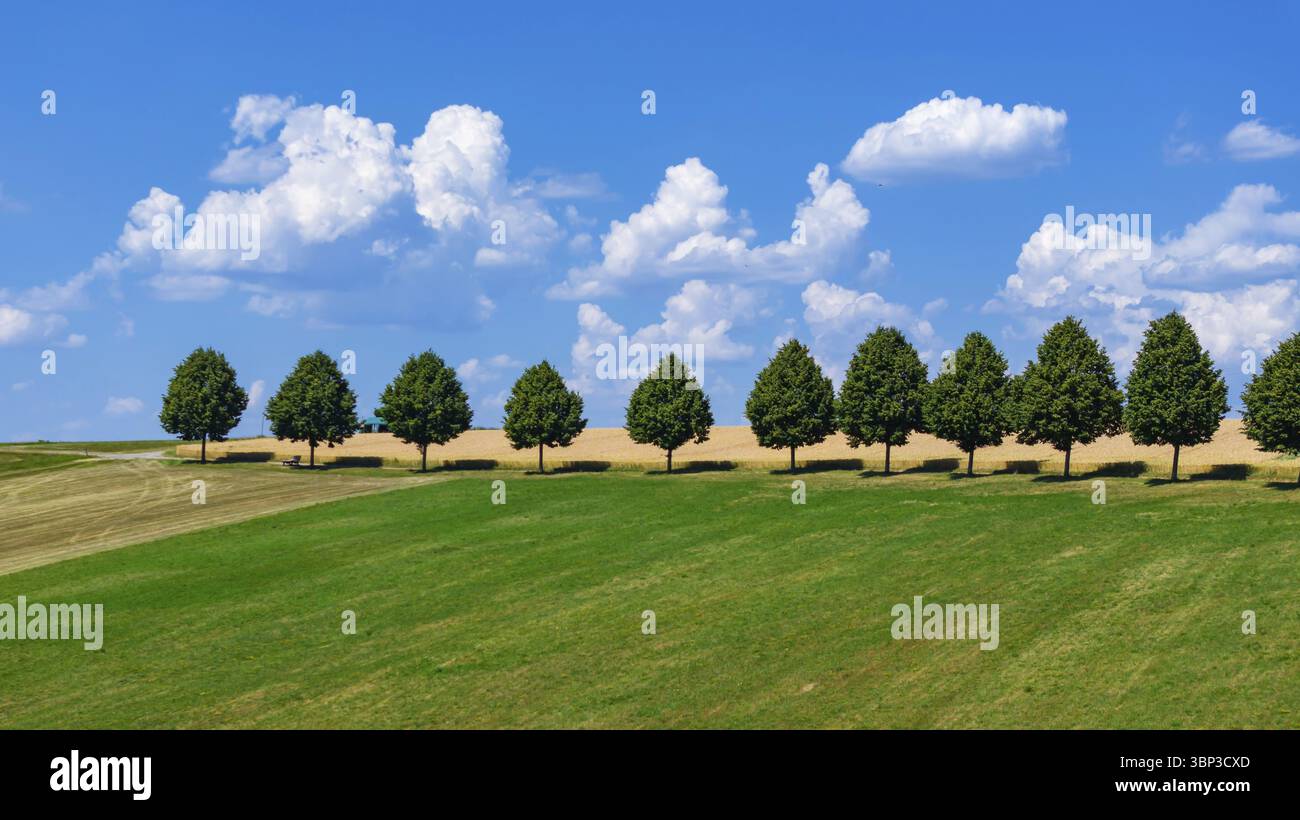 Paesaggio vicino a Waldenbuch. Tree avenue con cielo blu in estate. Baden-Wuerttemberg, Germania, Europa Foto Stock