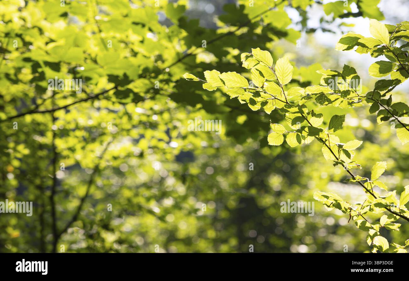 Carpino, Carpinus betulus, faggio con foglie verdi al sole, alta Austria, Austria, Europa Foto Stock