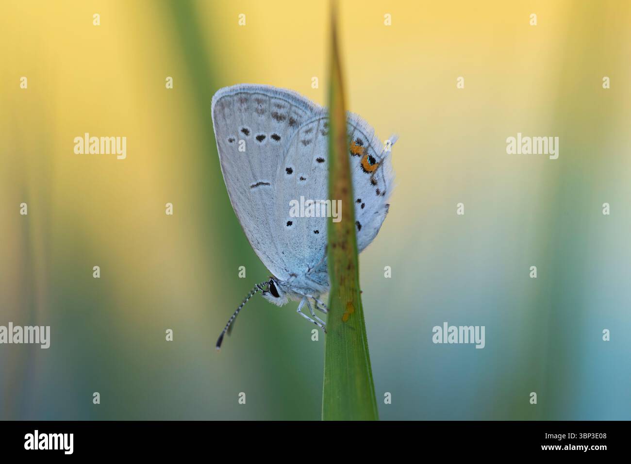 Macrofotografia della farfalla nel suo habitat naturale, composizione minimalista con sfocatura artistica e tonalità pastello Foto Stock