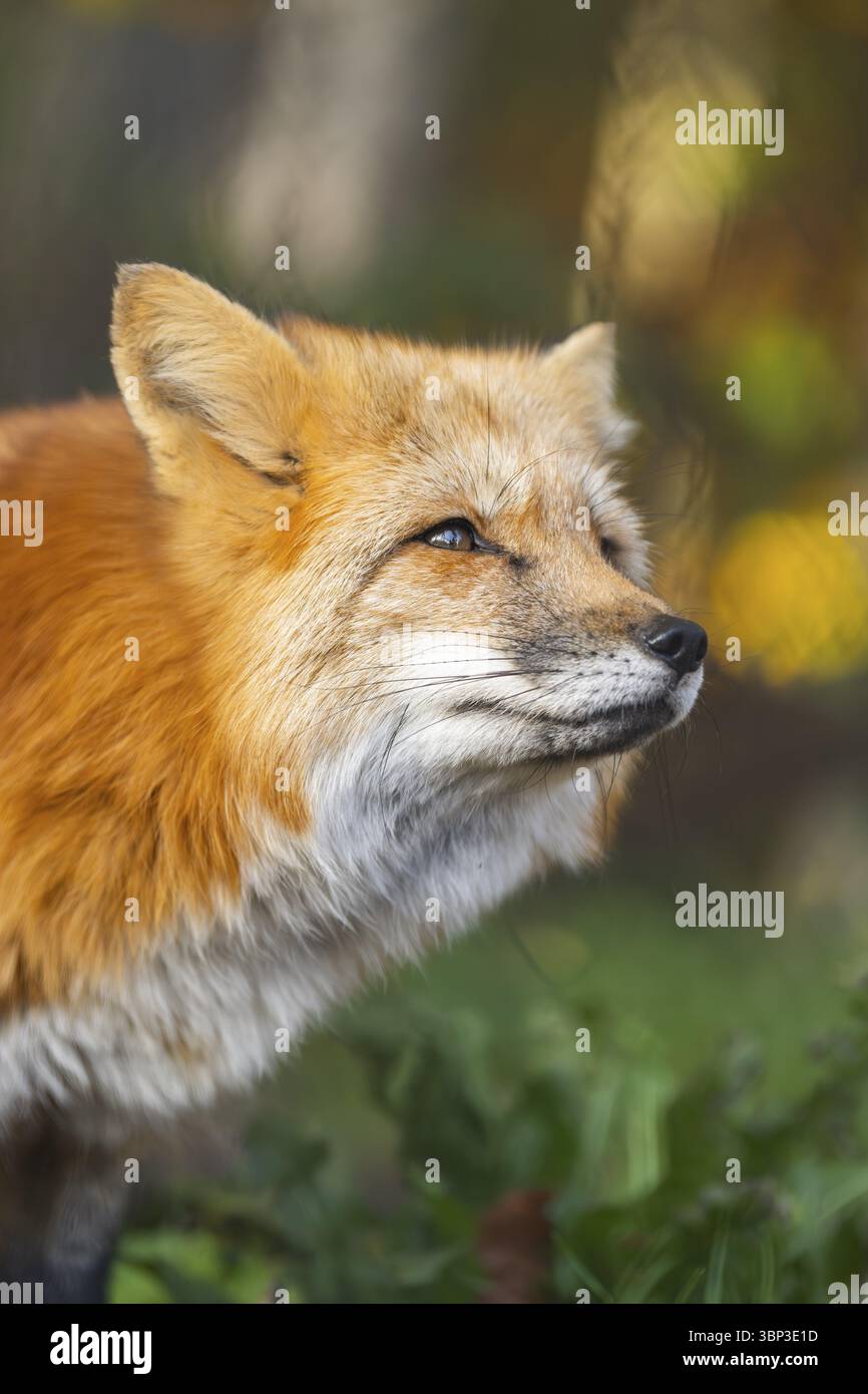 Volpe rossa (Vulpes vulpes) in una foresta in autunno, ritratto, Baviera, Germania, Europa Foto Stock