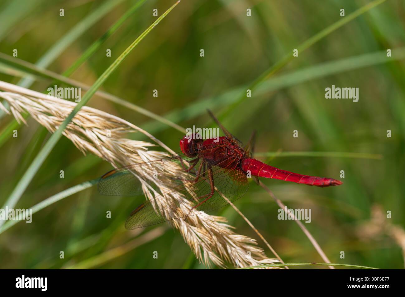 Primo piano di una libellula rossa brillante seduta su un gambo d'erba, che mostra ricche texture e riflessi della luce del sole in un ambiente erboso selvaggio Foto Stock