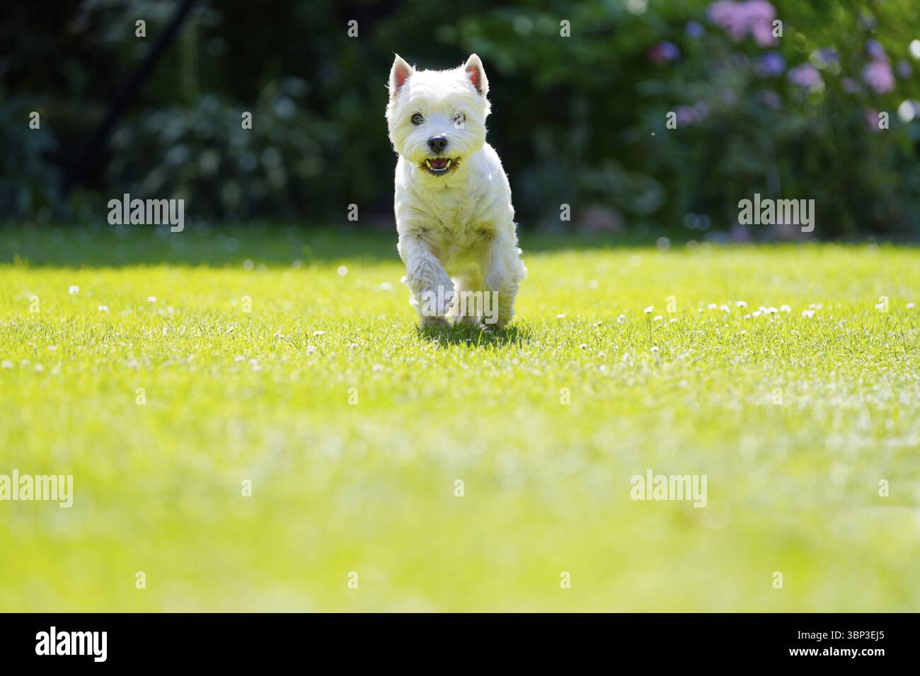 West Highland White Terrier in Garden, Karlovy Vary, Boemia occidentale, Repubblica Ceca, Europa Foto Stock