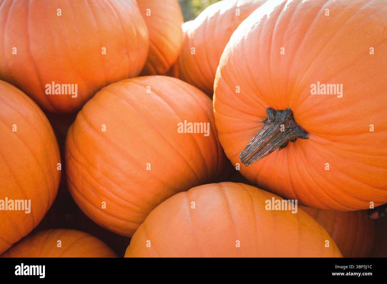 Le zucche di colore arancione brillante si accumulano in un design vettoriale piatto, evidenziando steli marroni asciutti Foto Stock