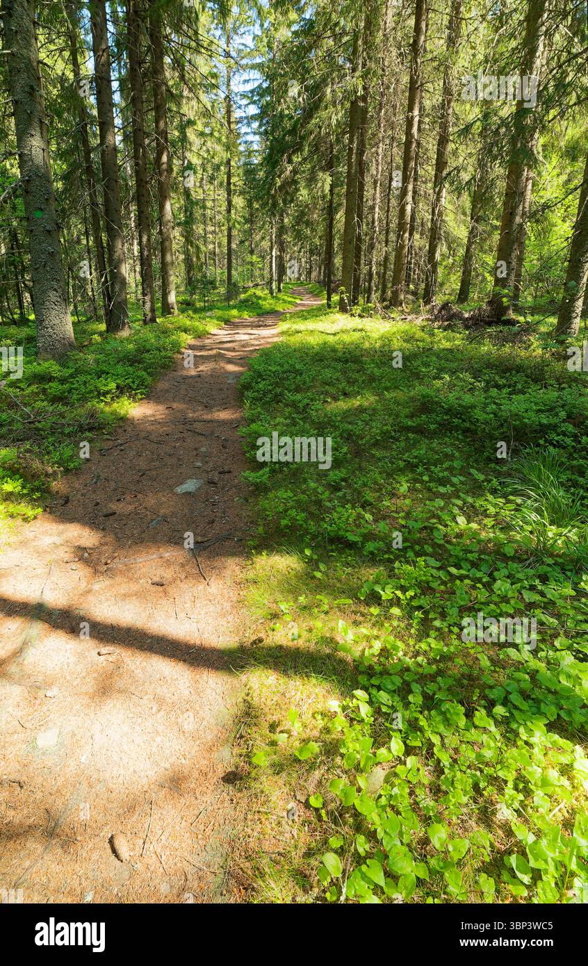 Sentiero tortuoso nella foresta attraverso lussureggianti boschi verdi con luce solare attenuata Foto Stock