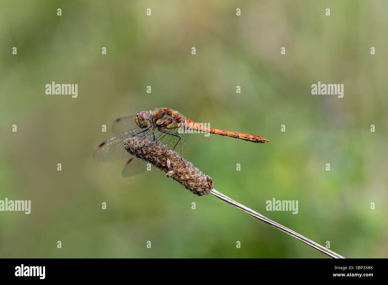 Common Darter Dragonfly; Sympetrum striolatum; male; On Plantain; UK Foto Stock