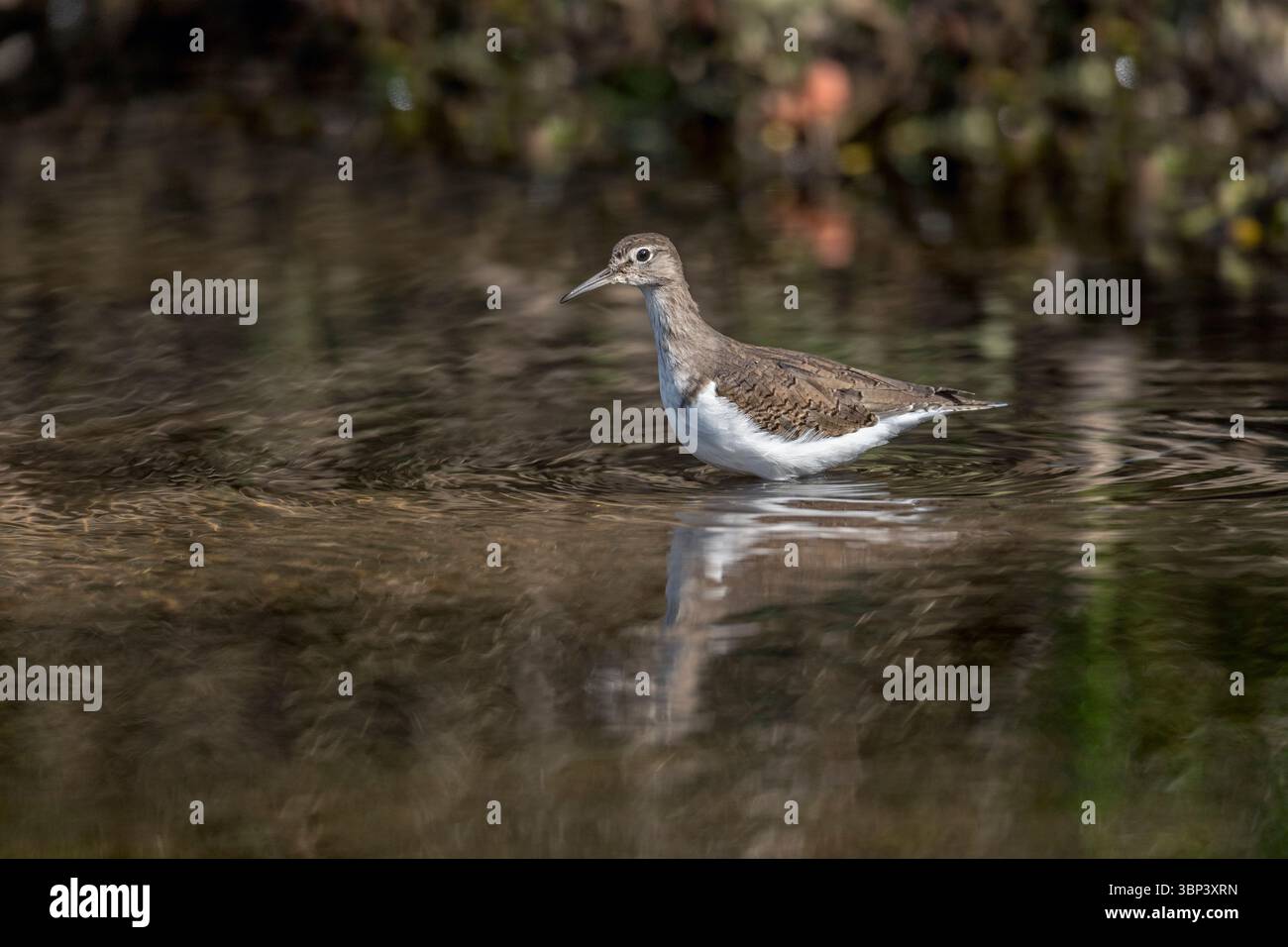 Sandpiper comune; Actitis Hypoleucos; Wading; UK Foto Stock