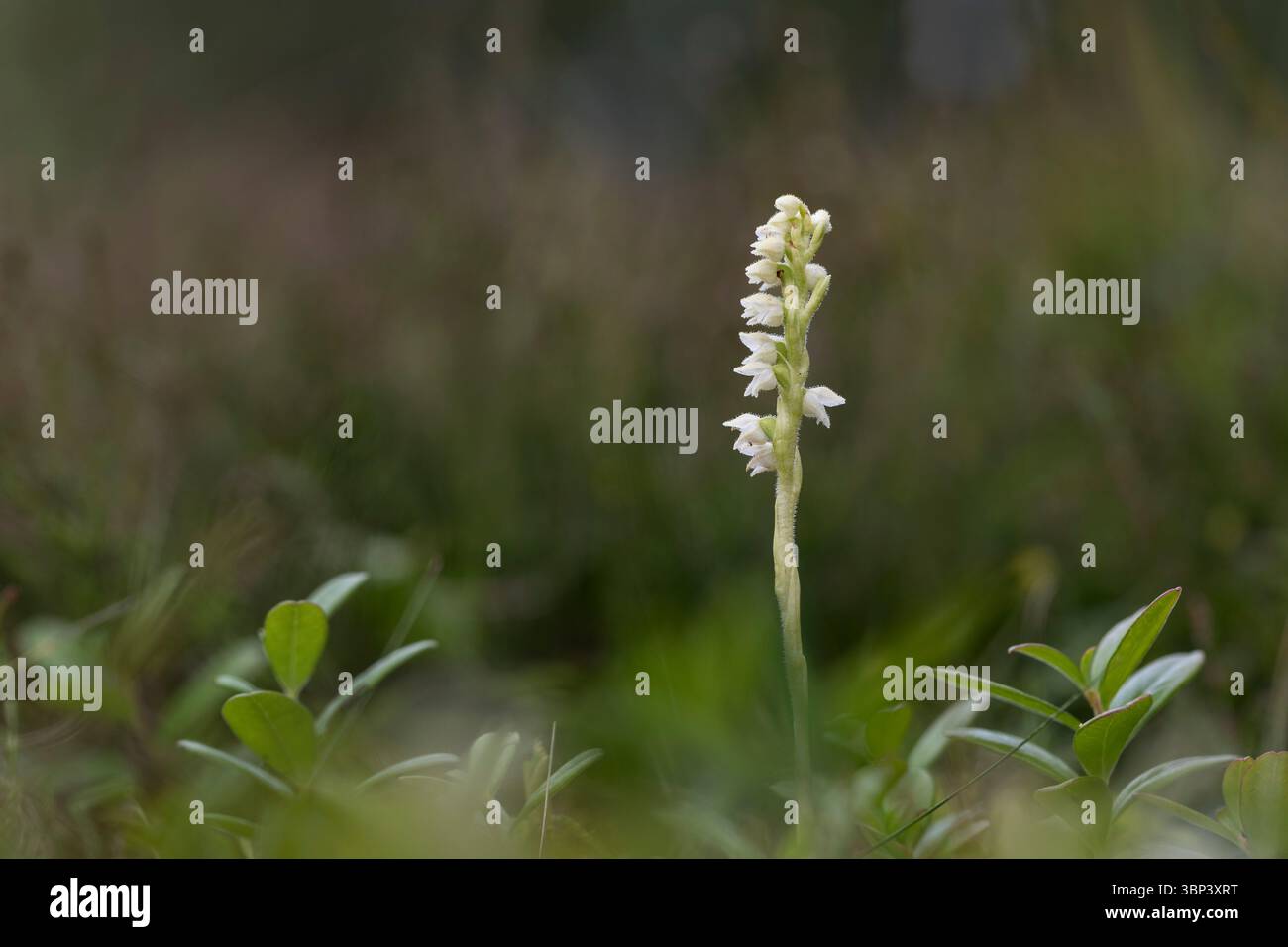 Travolgente Tresses da donna; Goodyera Repens; Flower; UK Foto Stock