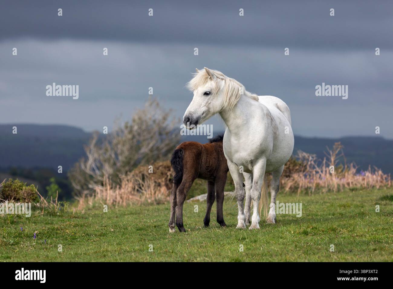 Dartmoor Ponies; Foal and Mare; Devon; Regno Unito Foto Stock