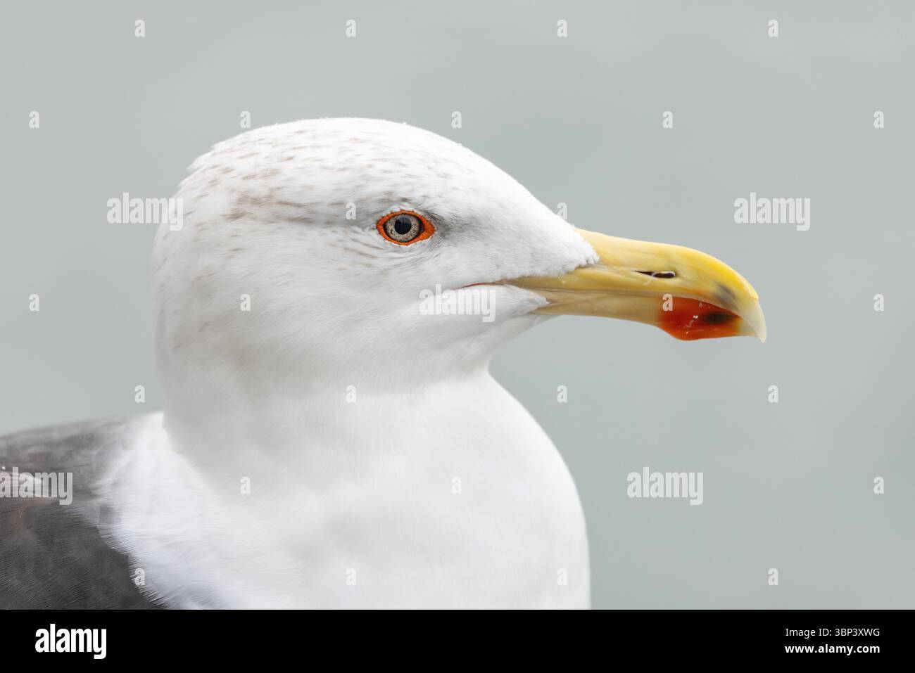 Great Black Backed Gull; Larus marinus; Winter; UK Foto Stock