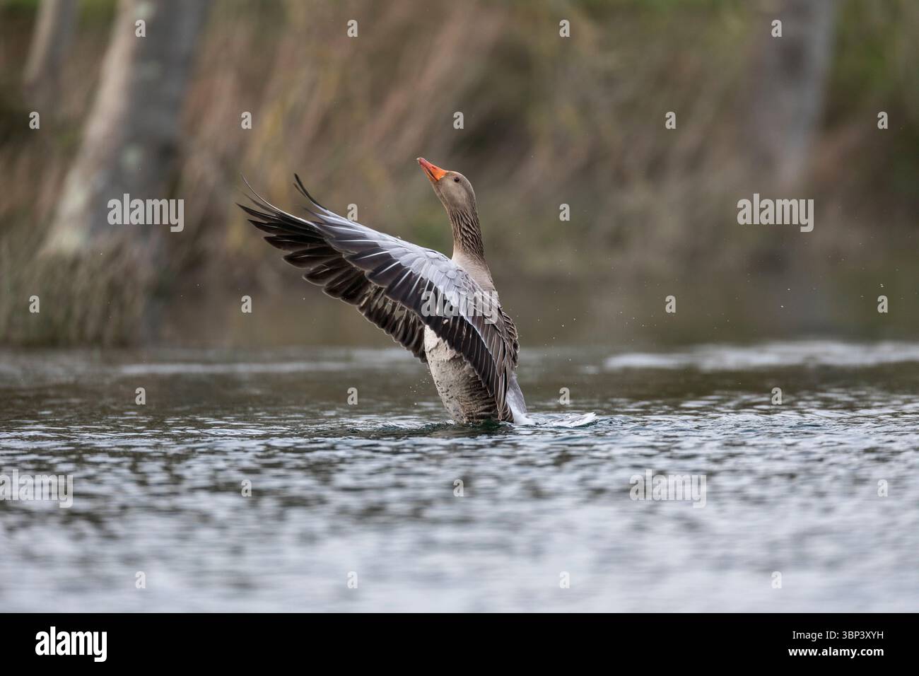 Greylag Goose; Anser anser; Bathing; UK Foto Stock