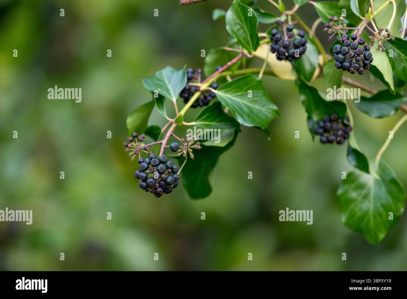 Ivy Berries; Hedera Helix; Winter; UK Foto Stock