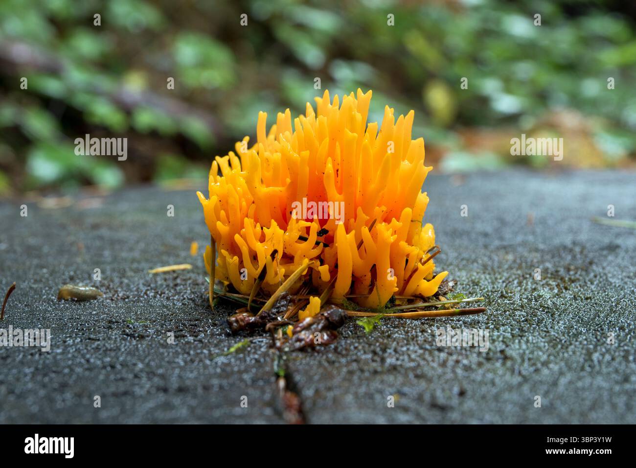 Jelly corna fungo; Calocera viscosa; Regno Unito Foto Stock