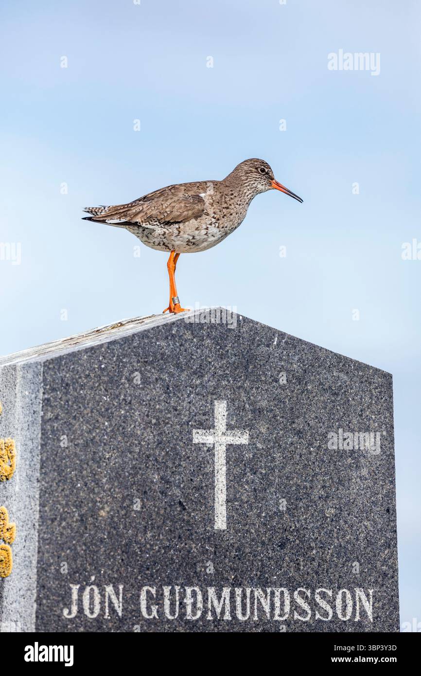 Redshank; Tringa totanus; Standing on a grave Stone; Islanda Foto Stock