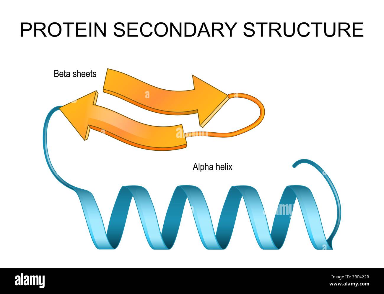 Struttura secondaria proteica. Schede beta e Alpha Helix. Poster dettagliato del vettore Illustrazione Vettoriale
