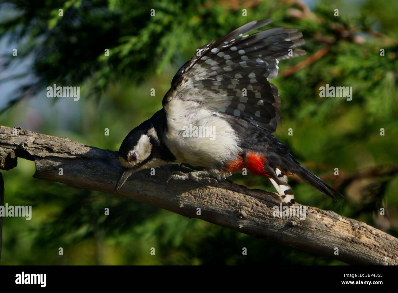 Picchio rosso maggiore (Dendrocopos major) Foto Stock