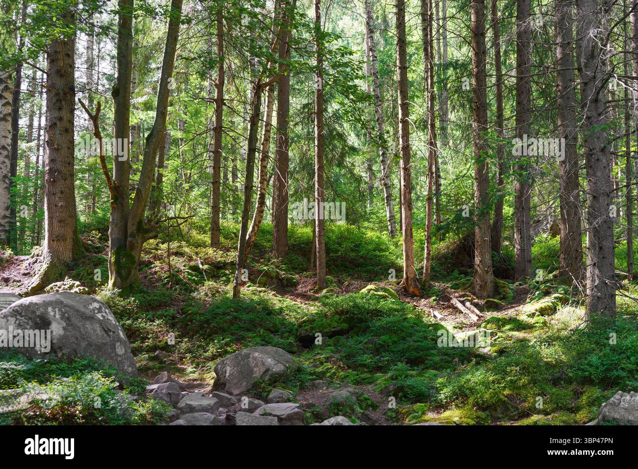 Bosco tranquillo, foresta verde con alti pini e abeti, terreno muschiato, grandi pietre e raggi del sole in estate. Natura, viaggio, avversione, hikin Foto Stock