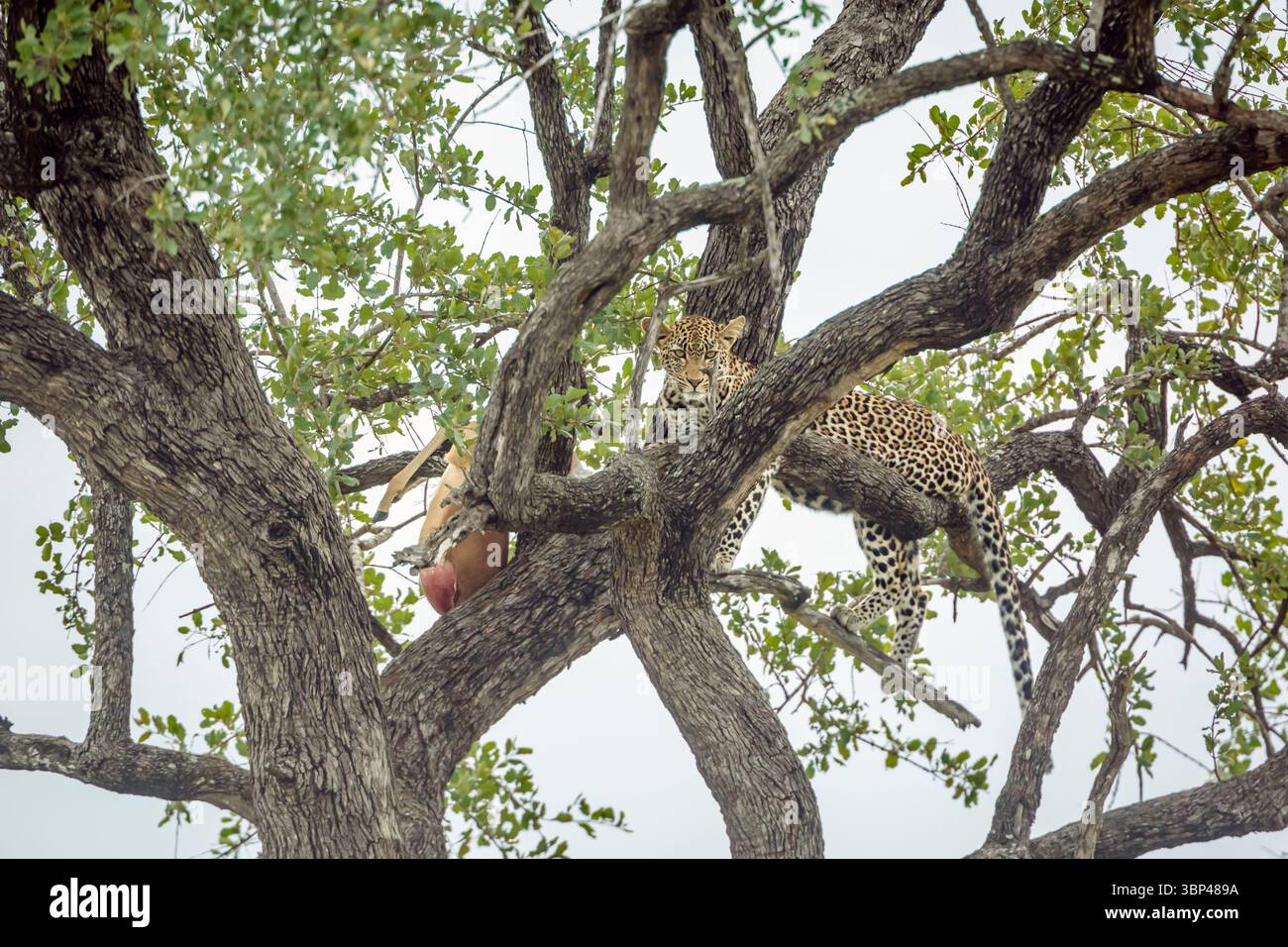 Leopardo sdraiato in un albero a guardare la sua preda nel parco nazionale di Kruger, Sudafrica; Specie Panthera pardus famiglia di Felidae Foto Stock