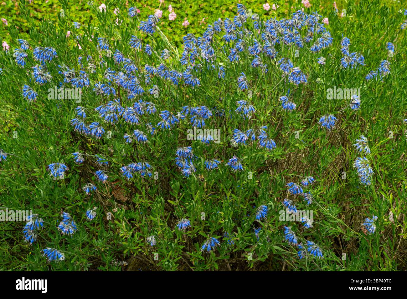 Blue Moltkia petraea, conosciuta anche come Borage balcanico, in fiore. Foto Stock