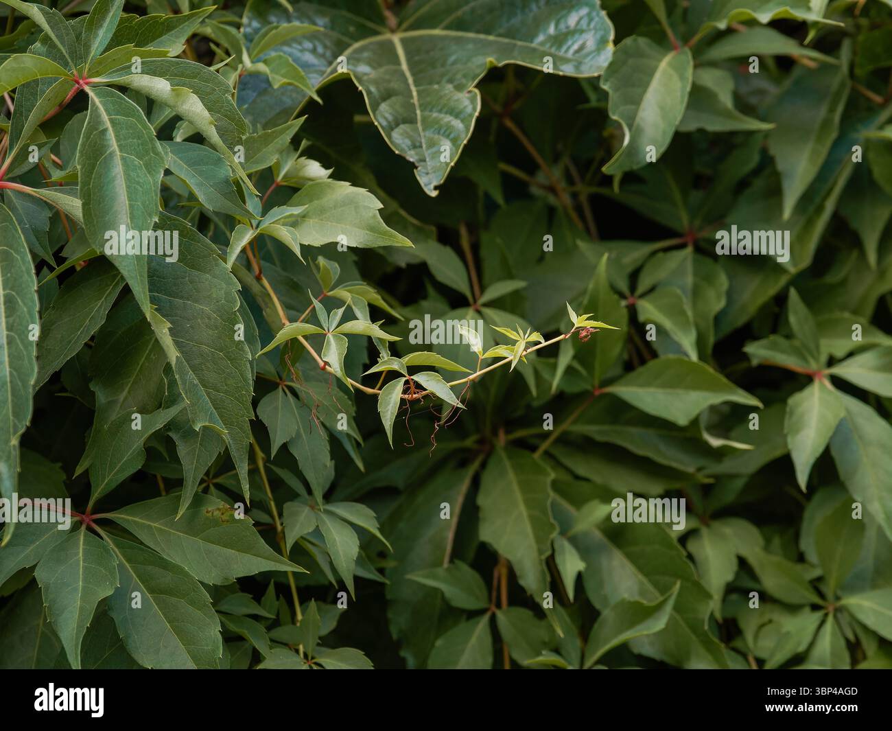 Primo piano delle foglie del crepuscolo della Virginia (Parthenocissus quinquefolia) che formano un denso fogliame verde, mostrando tendini arrampicanti e texture dettagliate. Foto Stock