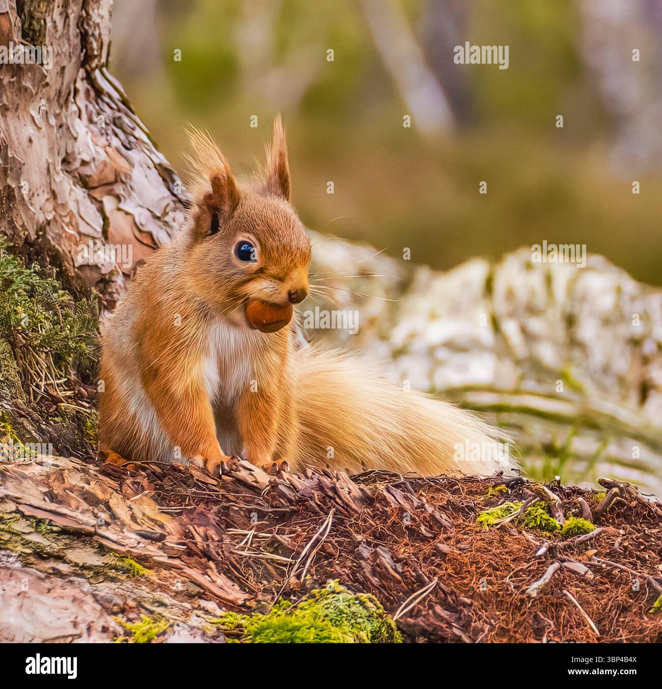 Scoiattolo rosso con dado Foto Stock