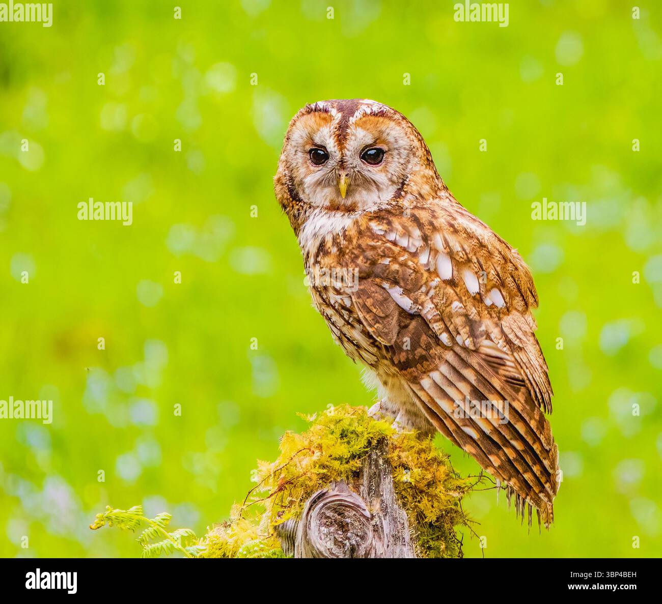 Tawny Owl a riposo Foto Stock