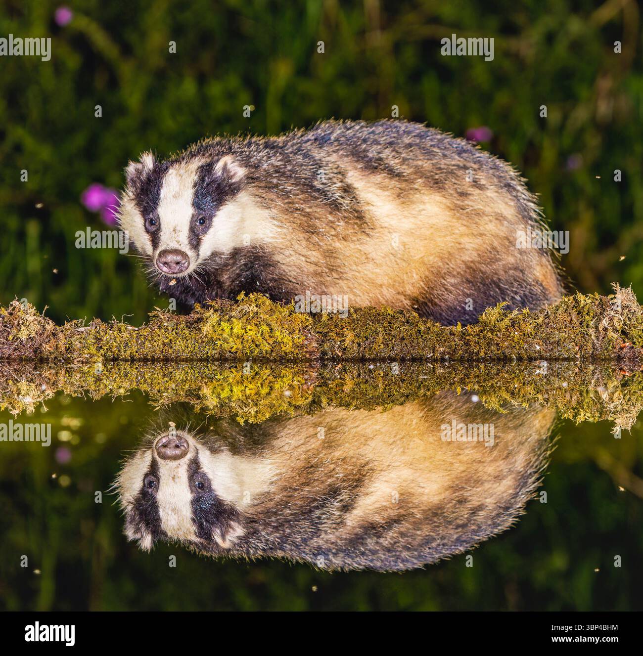 Badger a Water's Edge Foto Stock