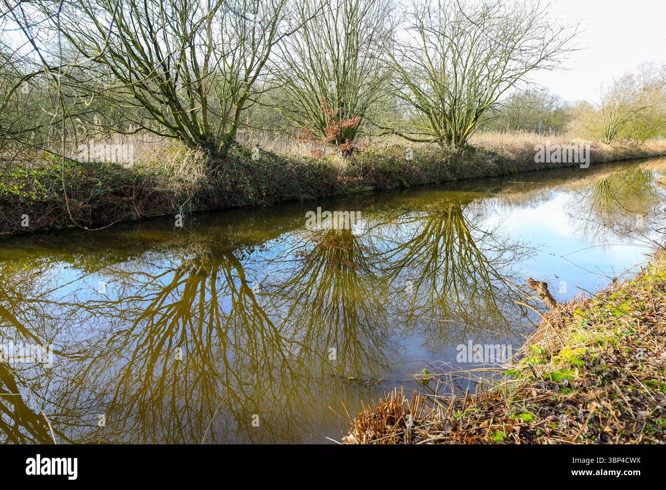 Alberi di salice riflessi nelle acque del ramo di Macclesfield del canale Trent and Mersey, Kidsgrove, Staffordshire, Inghilterra, Regno Unito Foto Stock
