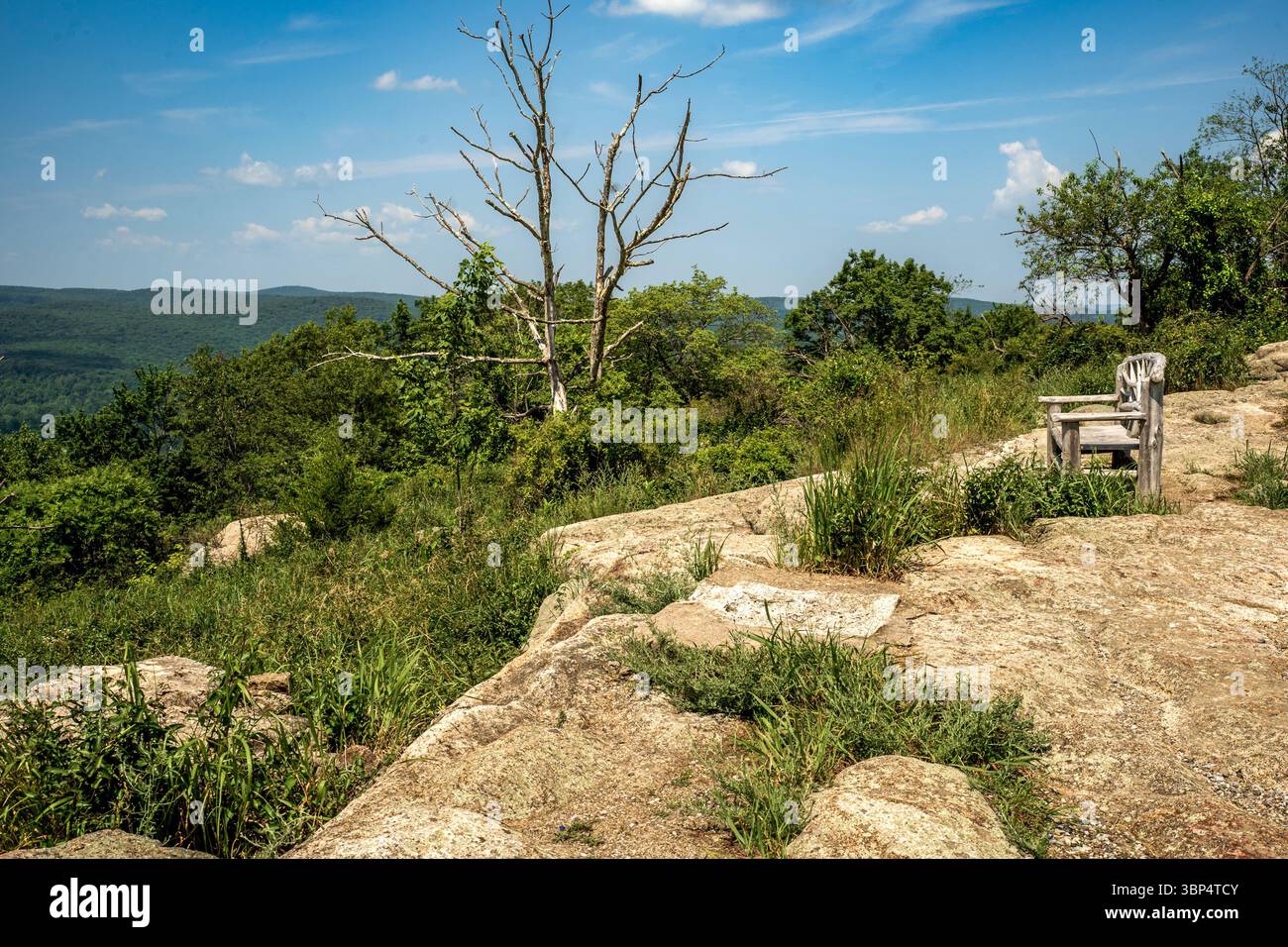Stony Point, New York - US - 3 luglio 2025 Una vista panoramica nel Bear Mountain State Park presenta un albero intempestivo e una panchina in legno, che offre ampie vedute Foto Stock
