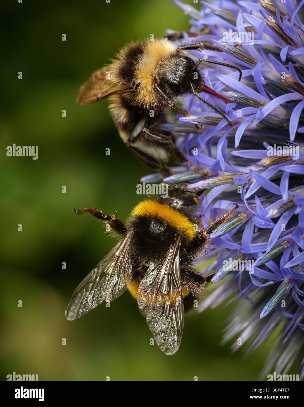 Un bumblebee indica che il suo rivale si sta avvicinando troppo sollevando una gamba, un segnale noto come DLR - Disturance leg raise. Foto Stock