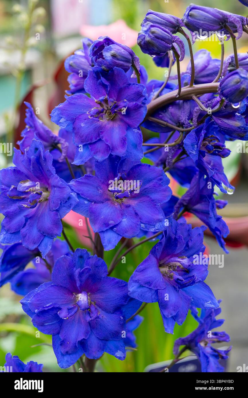 Punta di fiori di Delfinio blu intenso e viola a metà estate. Foto Stock
