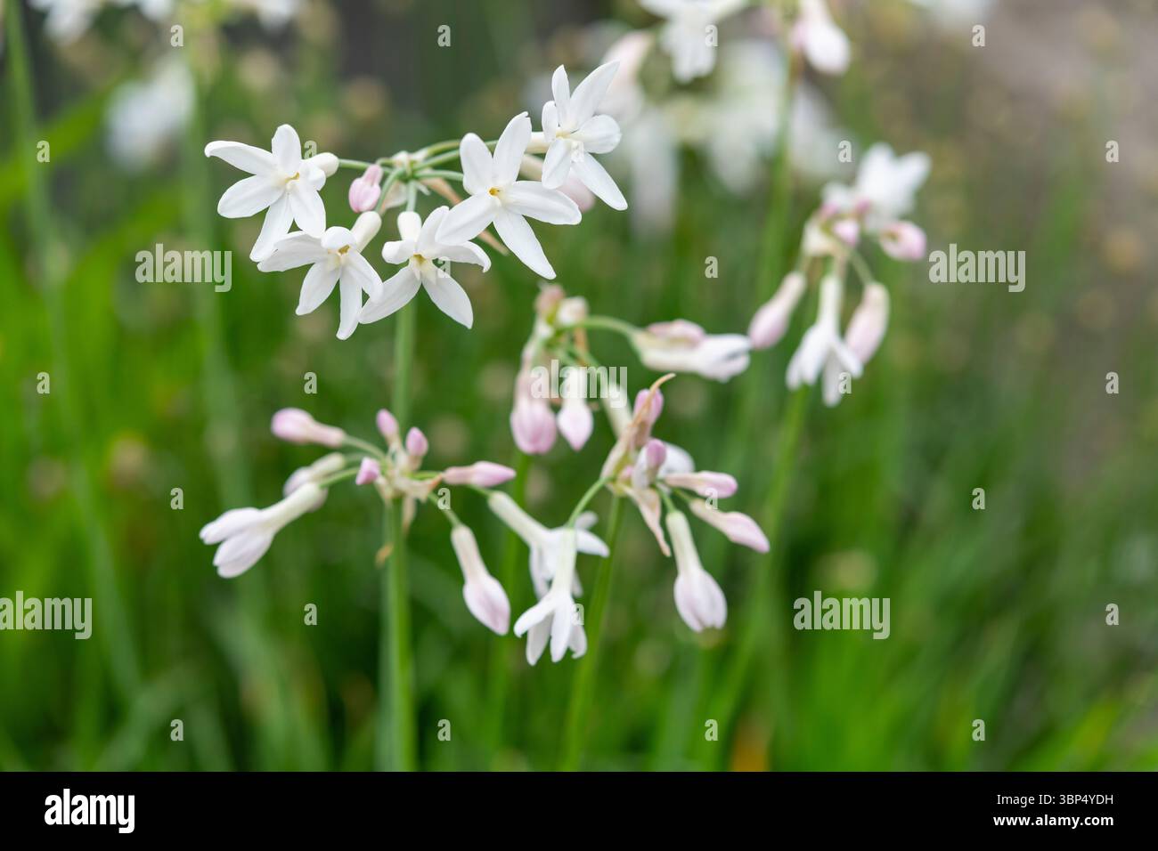 Tulbaghia violacea "Perla" perenne con piccoli fiori bianchi profumati di gemme rosa in estate. Foto Stock