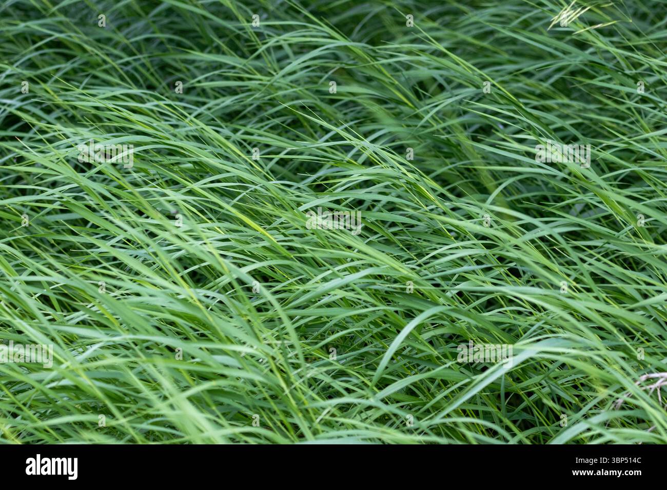 Primo piano di rigogliose lame di erba verde che soffiano nel vento, creando una texture astratta naturale in un prato. Foto Stock