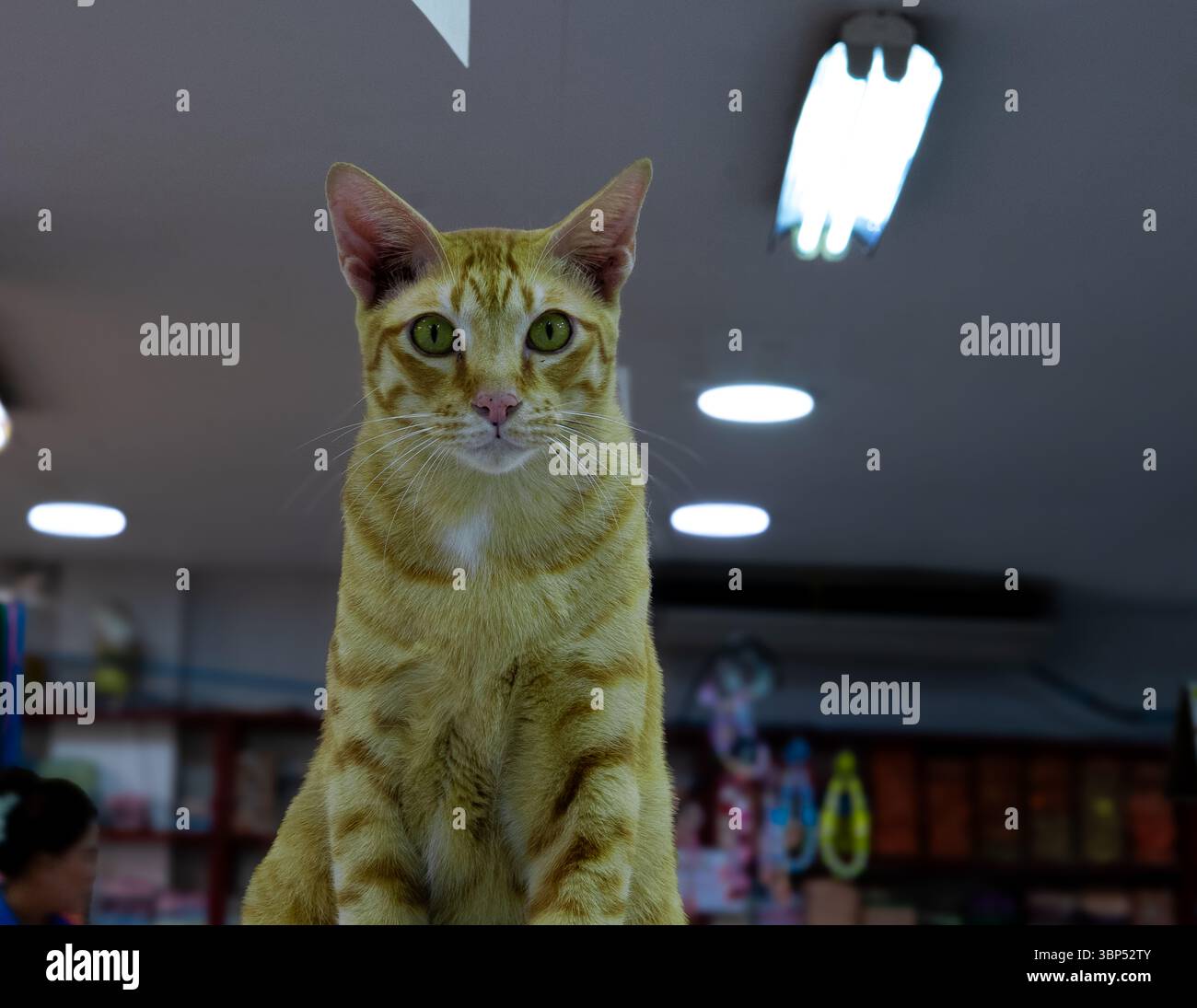 Gatto dello zenzero in un negozio Foto Stock