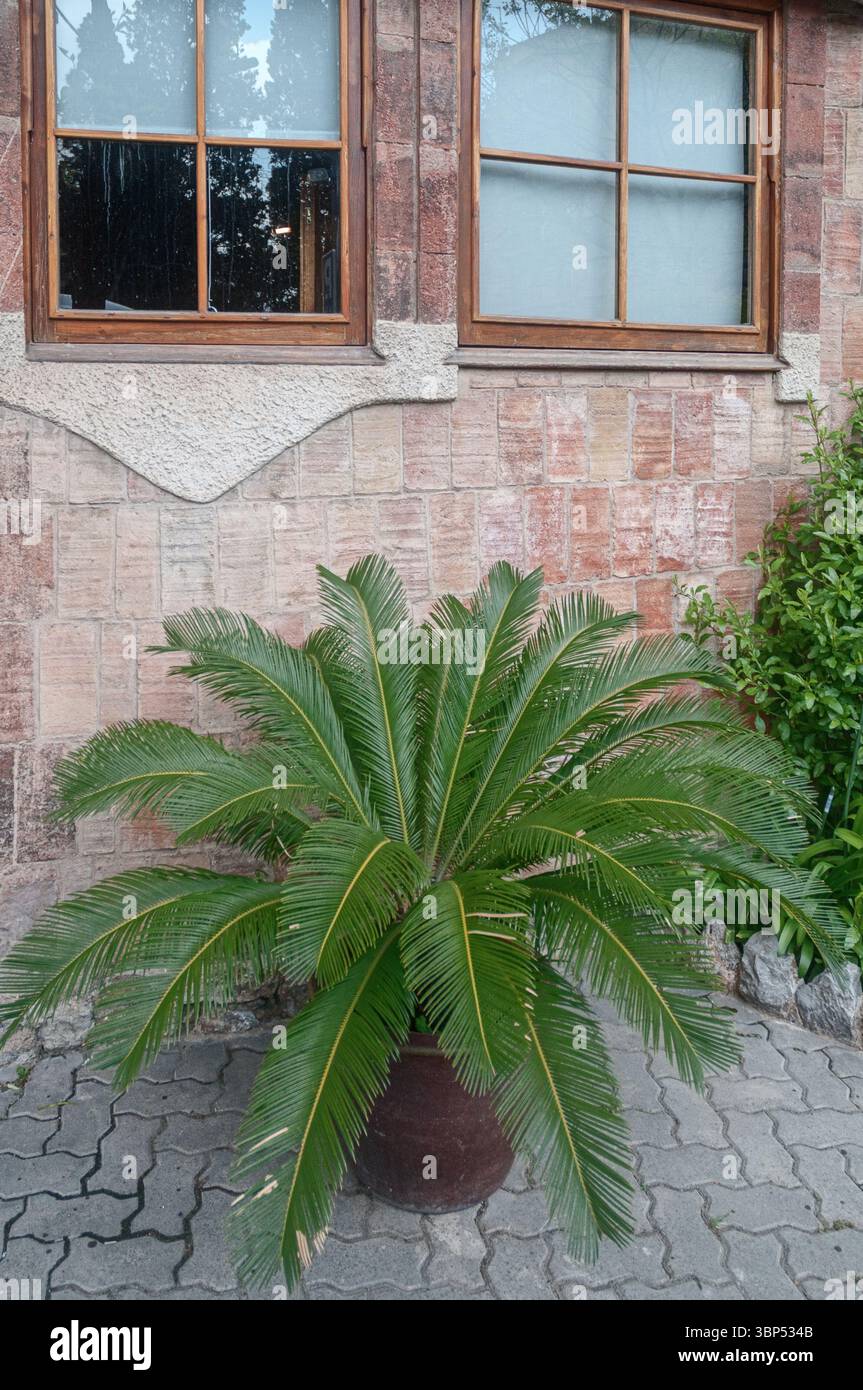 Una palma in vaso sotto le finestre dell'edificio delle scuole della Sagrada Familia dell'architetto Antoni Gaudi nei terreni della Sagrada Família Foto Stock