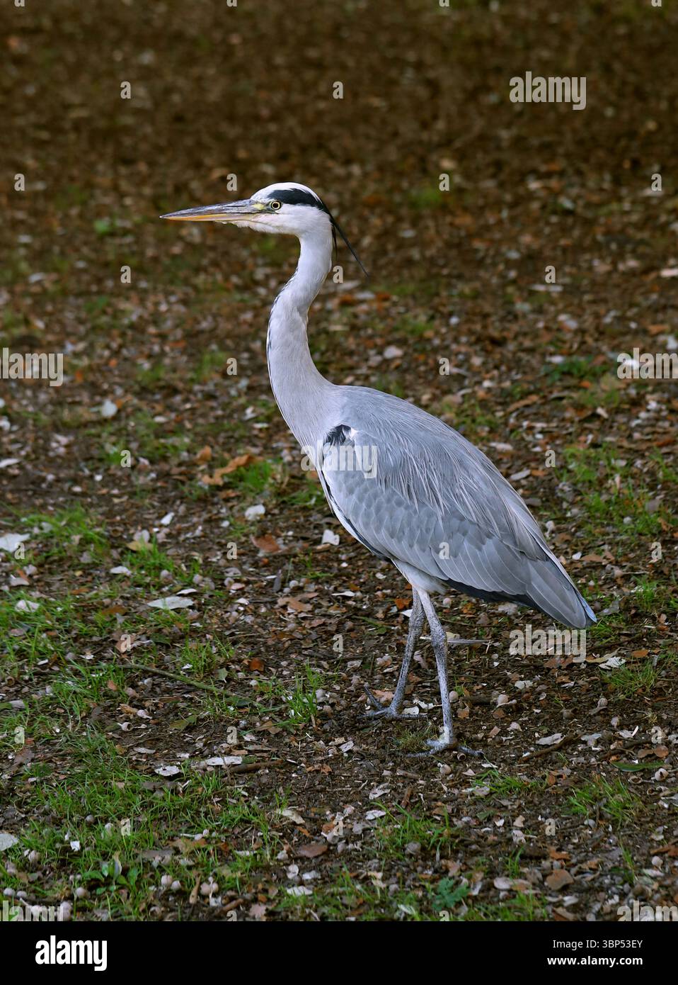 Heron grigio, Ardea cinerea, Ardeidae. REGNO UNITO. L'airone grigio (Ardea cinerea) è un uccello a zampe lunghe della famiglia degli aironi, Ardeidae. Foto Stock