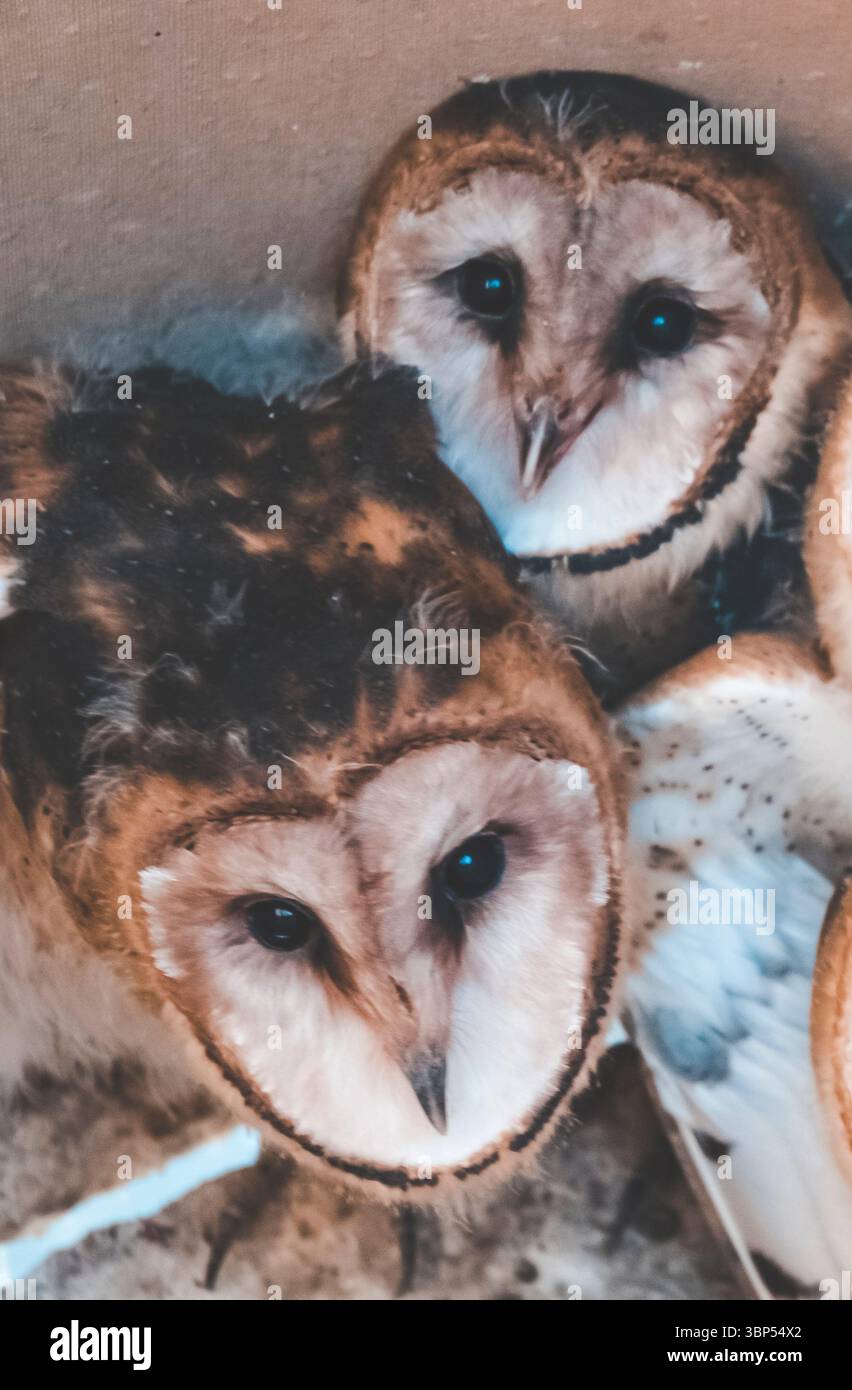 Fienile, Tyto alba, Provincia di la Pampa, Patagonia, Argentina. Foto Stock