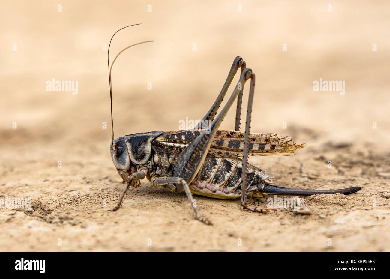 Grasshopper con gambe lunghe in primo piano, su terreno sabbioso, vista laterale. Foto Stock