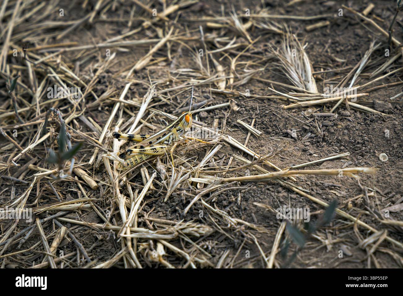 Grasshopper palude di colore verde con occhi arancioni brillanti mimetizzati sull'erba secca. Foto Stock
