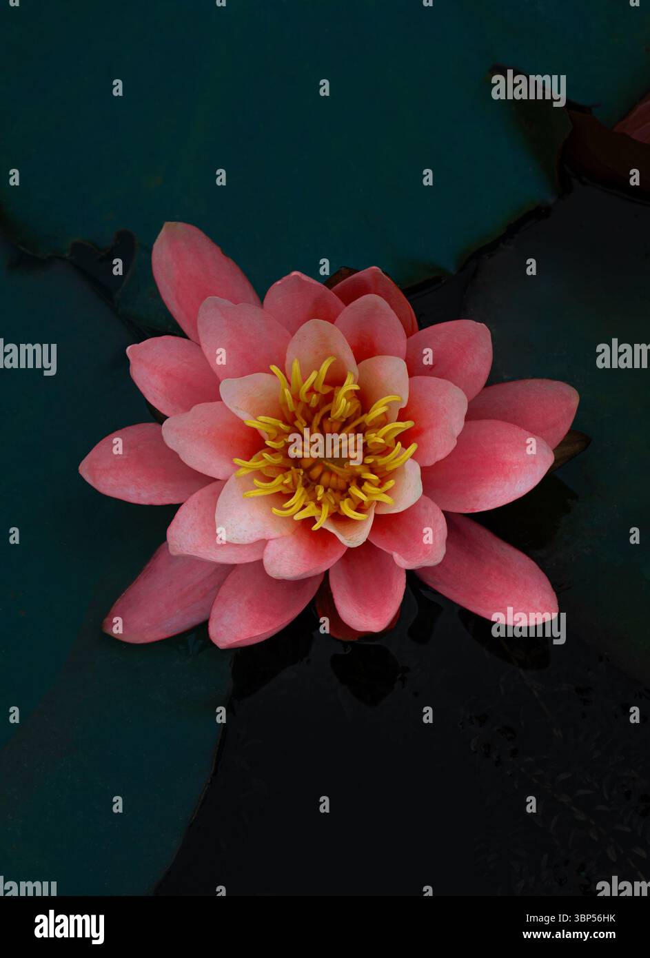 Ninfee rosa fioriscono contro l'acqua scura riflettente, composizione minimale centrata Foto Stock