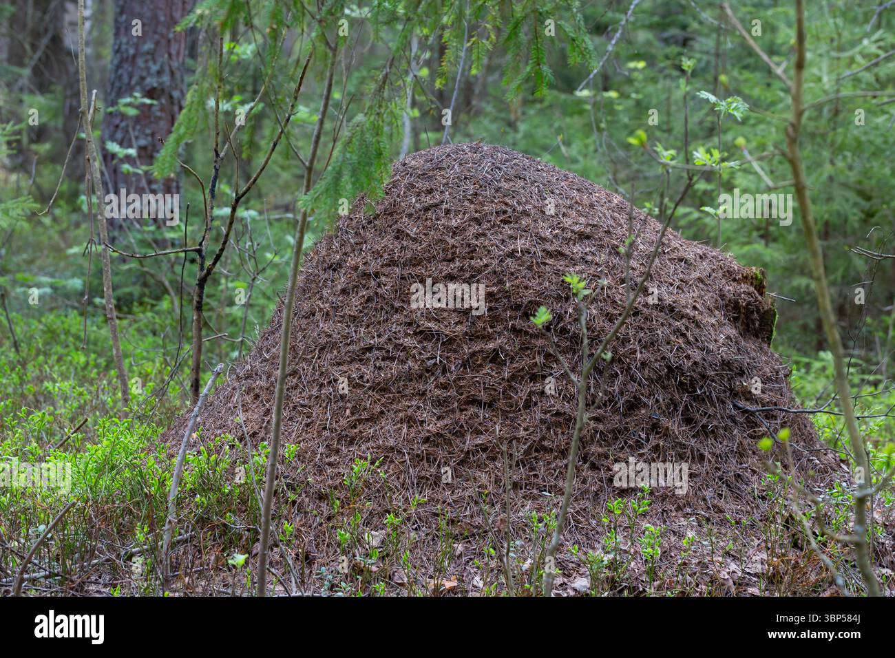 Un anguilla in una foresta verde.Una casa per le formiche nel loro habitat naturale.foresta verde di conifere.natura naturale.riserva naturale.abeti verdi nel Foto Stock