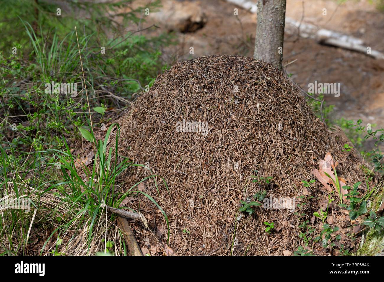 Un anguilla in una foresta verde.Una casa per le formiche nel loro habitat naturale.foresta verde di conifere.natura naturale.riserva naturale.abeti verdi nel Foto Stock