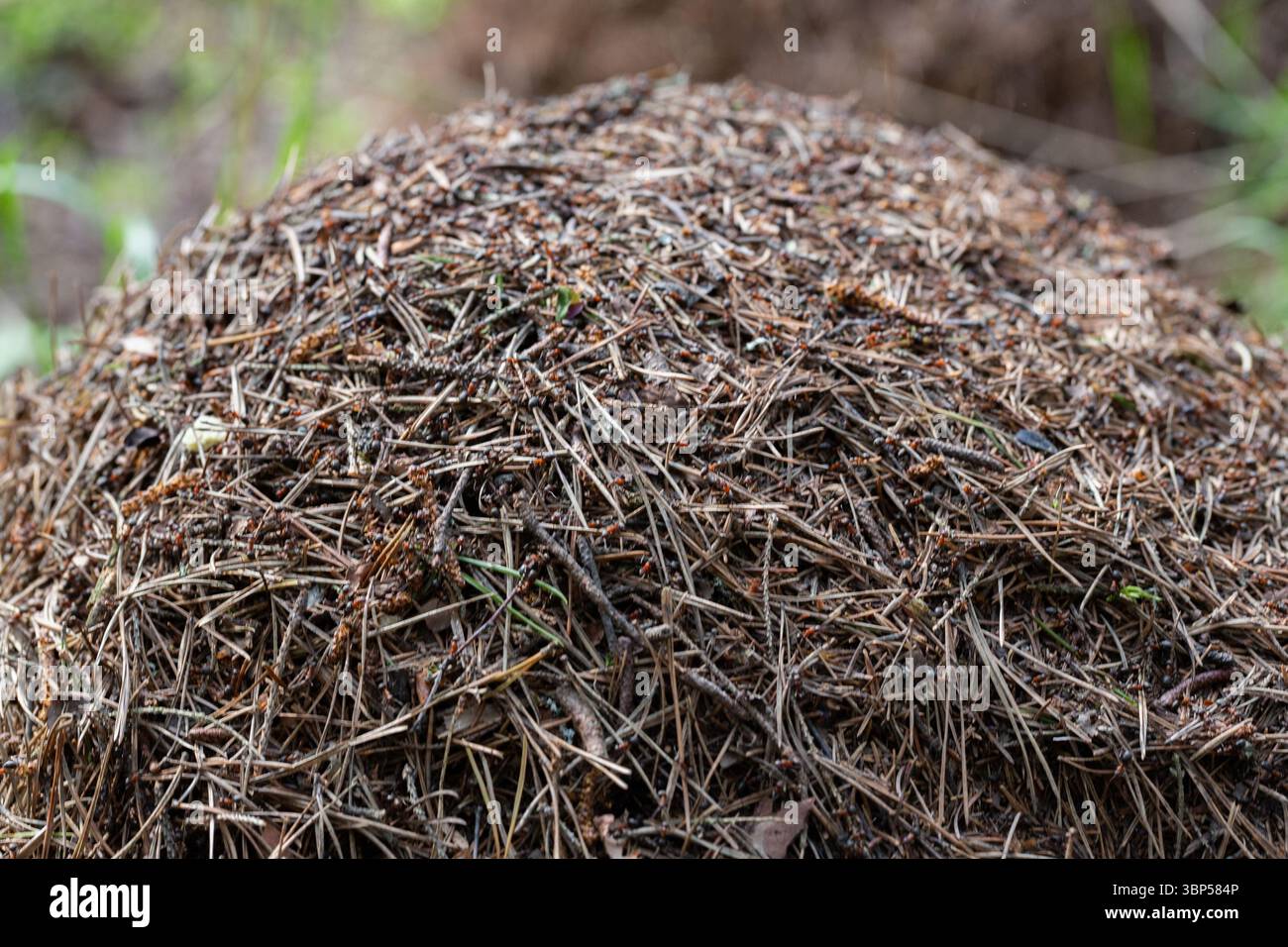Un anguilla in una foresta verde.Una casa per le formiche nel loro habitat naturale.foresta verde di conifere.natura naturale.riserva naturale.abeti verdi nel Foto Stock
