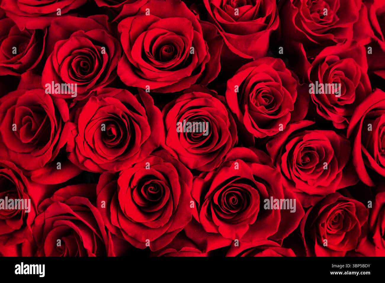 Splendido sfondo di rose rosse scure. Rose rosse da vicino. Foto Stock