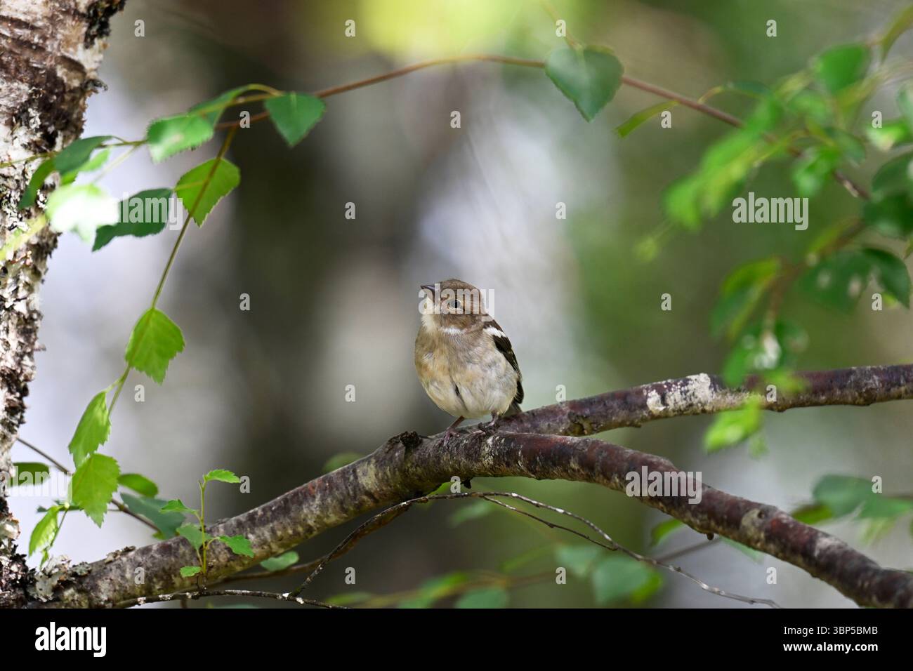 Chaffinch femmina appollaiato in un albero di betulla Foto Stock