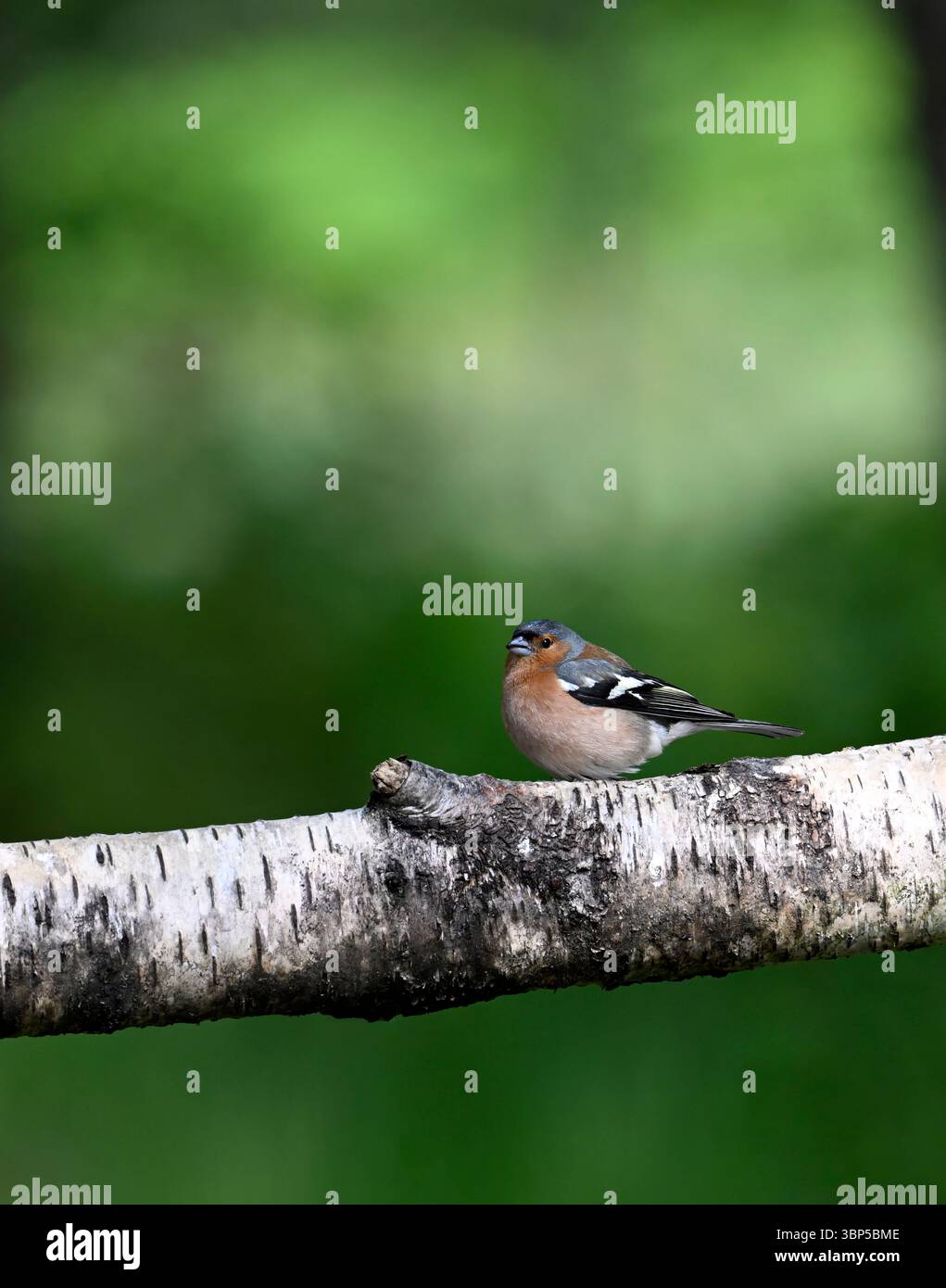 Maschio Chaffinch appollaiato in un albero di betulla Foto Stock